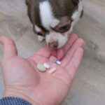 витамины для собак