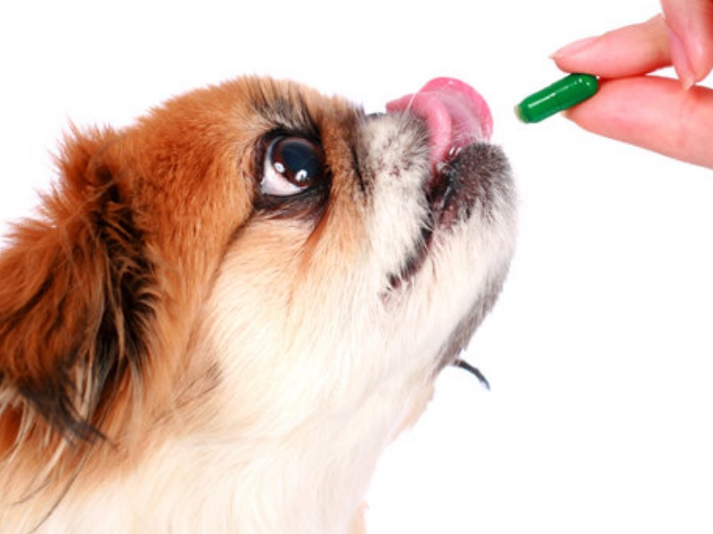 витамины для собак